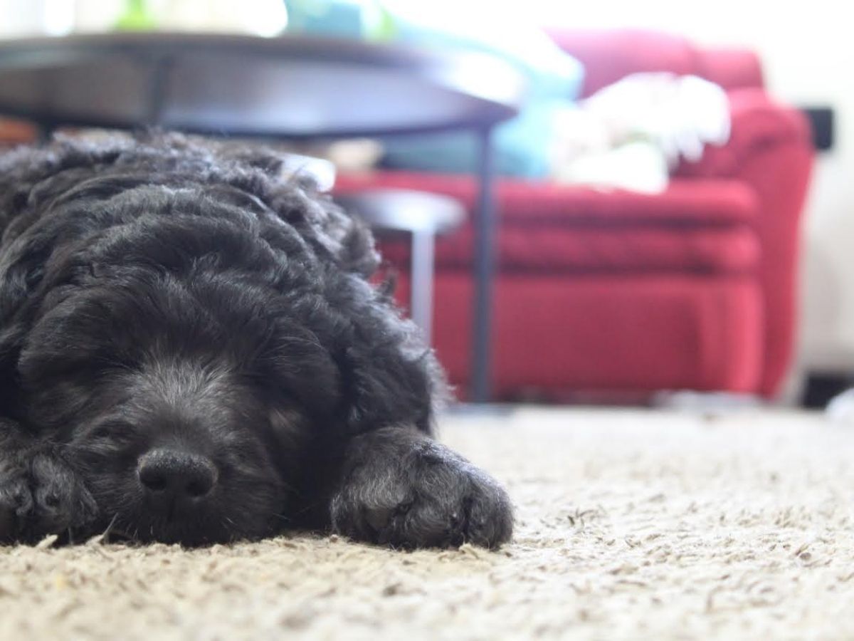 The Best Upholstery Fabrics For Homes with Dogs